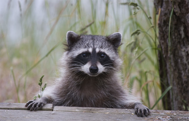 Raccoon close-up